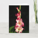 Search for gladiolas cards Flowers