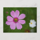 Search for asteraceae cards invites Pink