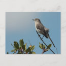 Search for mockingbird postcards Nature
