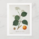 Search for plant trees postcards Botanical