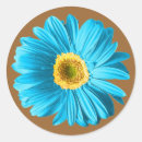 Search for blue daisies stickers Gerbera