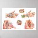 Search for fibres posters Illustration