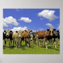 Search for cow painting posters Outdoors