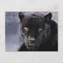 Search for black panther postcards Animal