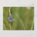 Search for ephemera postcards Animal