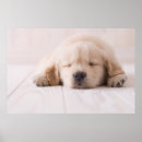 Search for dog sleeping photography One animal
