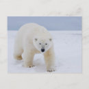 Search for ursus postcards Predator