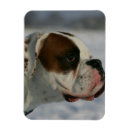Search for pam cards Boxer