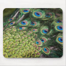 Search for tail feather electronics Green