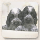 Search for dog breed coasters Animal