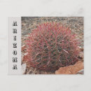 Search for red state postcards Cactus