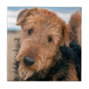 Search for portraits tiles Black