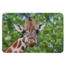 Search for giraffe face magnets Spotted