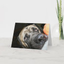 Search for purebred cards Canine