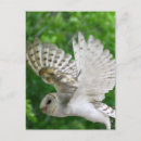 Search for hoot postcards Feathers