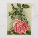Search for vintage rose illustration postcards Antique