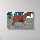 Search for yearling Sorrel
