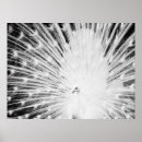 Search for white peacock posters Nature