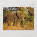 Search for zimbabwe postcards Wildlife
