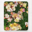 Search for wallflower Flowers
