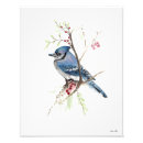 Search for bluejays posters Wildlife