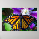 Search for monarchs art Insect