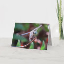 Search for bug pictures cards Dragonfly