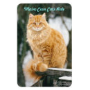 Search for coon magnets Cats