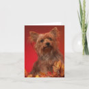 Search for yorkie cards Dogs