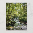 Search for great smoky mountains national park postcards Forest