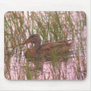 Search for mallard electronics Animal