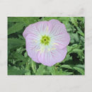 Search for pink flower postcards Green