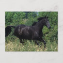Search for horse runs postcards Thoroughbred