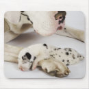 Search for harlequin great dane Animal
