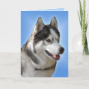 Search for alaskan malamute christmas cards Husky