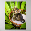 Search for kittens in basket posters Cat