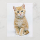 Search for sweet orange postcards Kitten