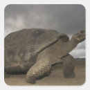 Search for galapagos tortoise stickers Ecuador