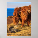 Search for cattle posters Animal