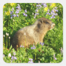 Search for marmot stickers Wildlife