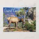 Search for grand canyon postcards Us national parks