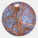 Search for robin redbreast stickers Winter