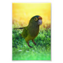Search for parakeet art Pet