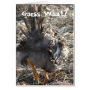 Search for guess what cards Humour