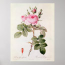 Search for pierre joseph redoute posters Botany