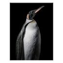 Search for emperor penguin posters Wildlife