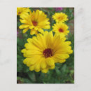 Search for calendula postcards Blossom