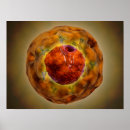 Search for nucleus posters Medicine