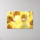 Search for duck canvas prints Bird