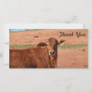 Search for cattle cards For him